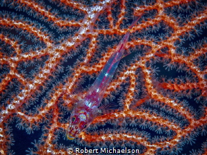 Octocoral by Robert Michaelson 